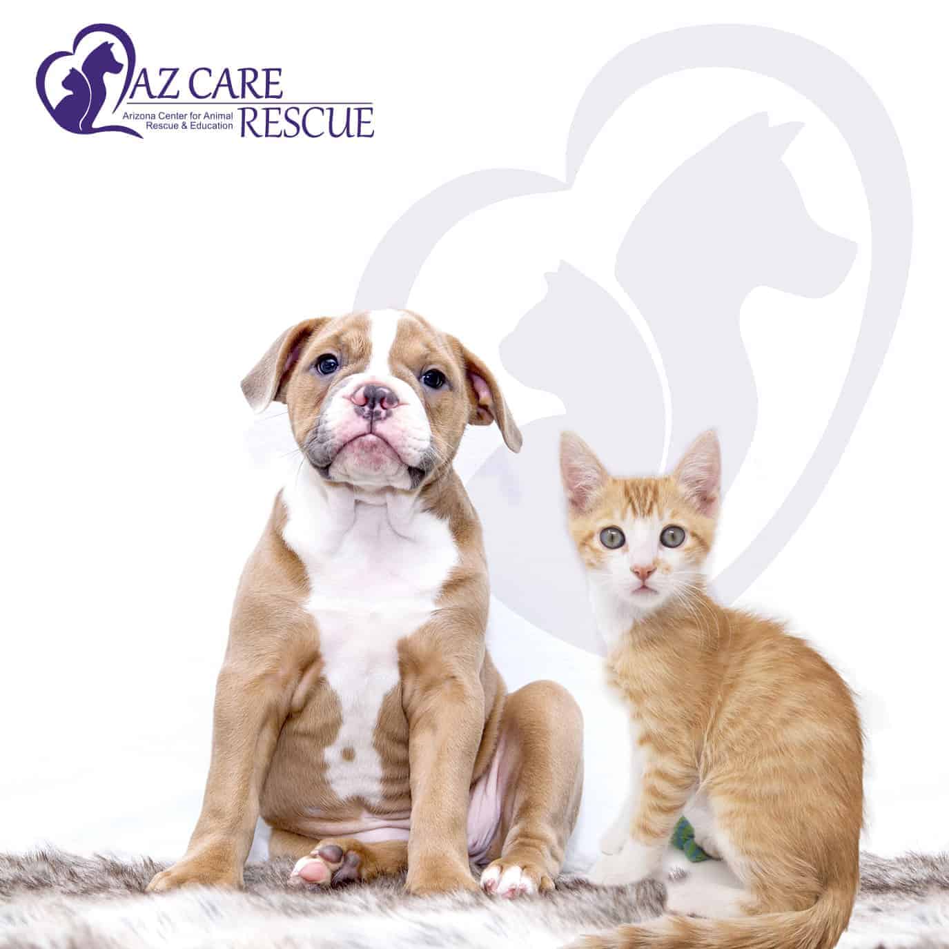 Available Cats - AZ CARE Rescue
