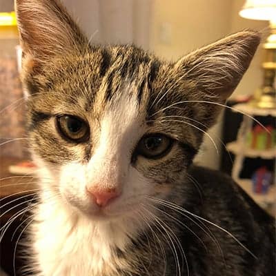 paddy paws the puppy