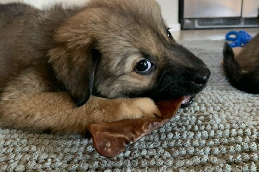 Chewing -Puppy Products and Tips
